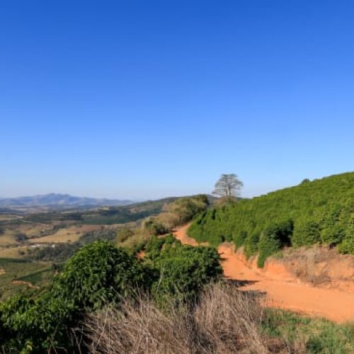 BRAZIL-Natural – Fazenda Sertão – Yellow Bourbon-Carmo de Minas